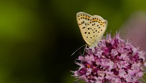 Preview wallpaper butterfly, flowers, petals, macro, pink