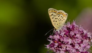 Preview wallpaper butterfly, flowers, petals, macro, pink