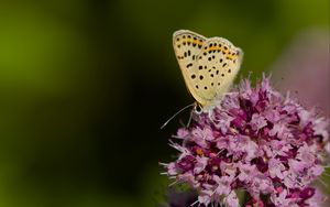 Preview wallpaper butterfly, flowers, petals, macro, pink