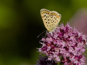 Preview wallpaper butterfly, flowers, petals, macro, pink