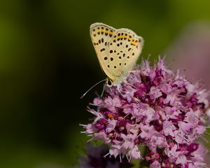 Preview wallpaper butterfly, flowers, petals, macro, pink