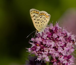 Preview wallpaper butterfly, flowers, petals, macro, pink