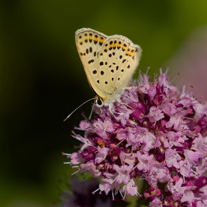 Preview wallpaper butterfly, flowers, petals, macro, pink