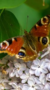 Preview wallpaper butterfly, flowers, petals, leaves, macro