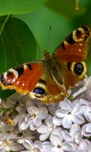 Preview wallpaper butterfly, flowers, petals, leaves, macro