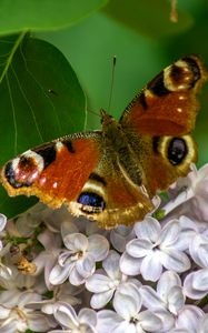 Preview wallpaper butterfly, flowers, petals, leaves, macro