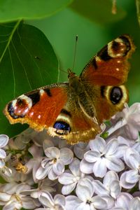 Preview wallpaper butterfly, flowers, petals, leaves, macro