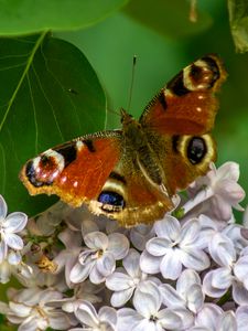 Preview wallpaper butterfly, flowers, petals, leaves, macro