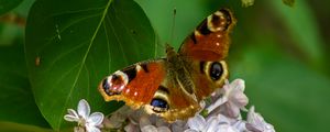 Preview wallpaper butterfly, flowers, petals, leaves, macro
