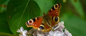 Preview wallpaper butterfly, flowers, petals, leaves, macro