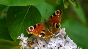 Preview wallpaper butterfly, flowers, petals, leaves, macro