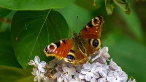 Preview wallpaper butterfly, flowers, petals, leaves, macro