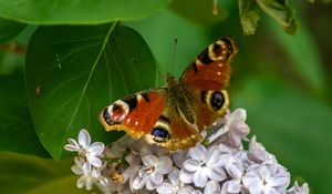 Preview wallpaper butterfly, flowers, petals, leaves, macro