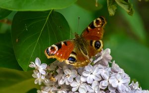 Preview wallpaper butterfly, flowers, petals, leaves, macro