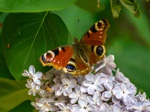 Preview wallpaper butterfly, flowers, petals, leaves, macro