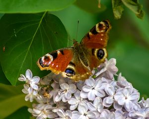 Preview wallpaper butterfly, flowers, petals, leaves, macro