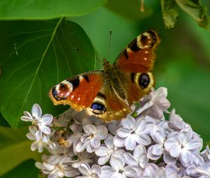 Preview wallpaper butterfly, flowers, petals, leaves, macro