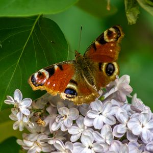 Preview wallpaper butterfly, flowers, petals, leaves, macro