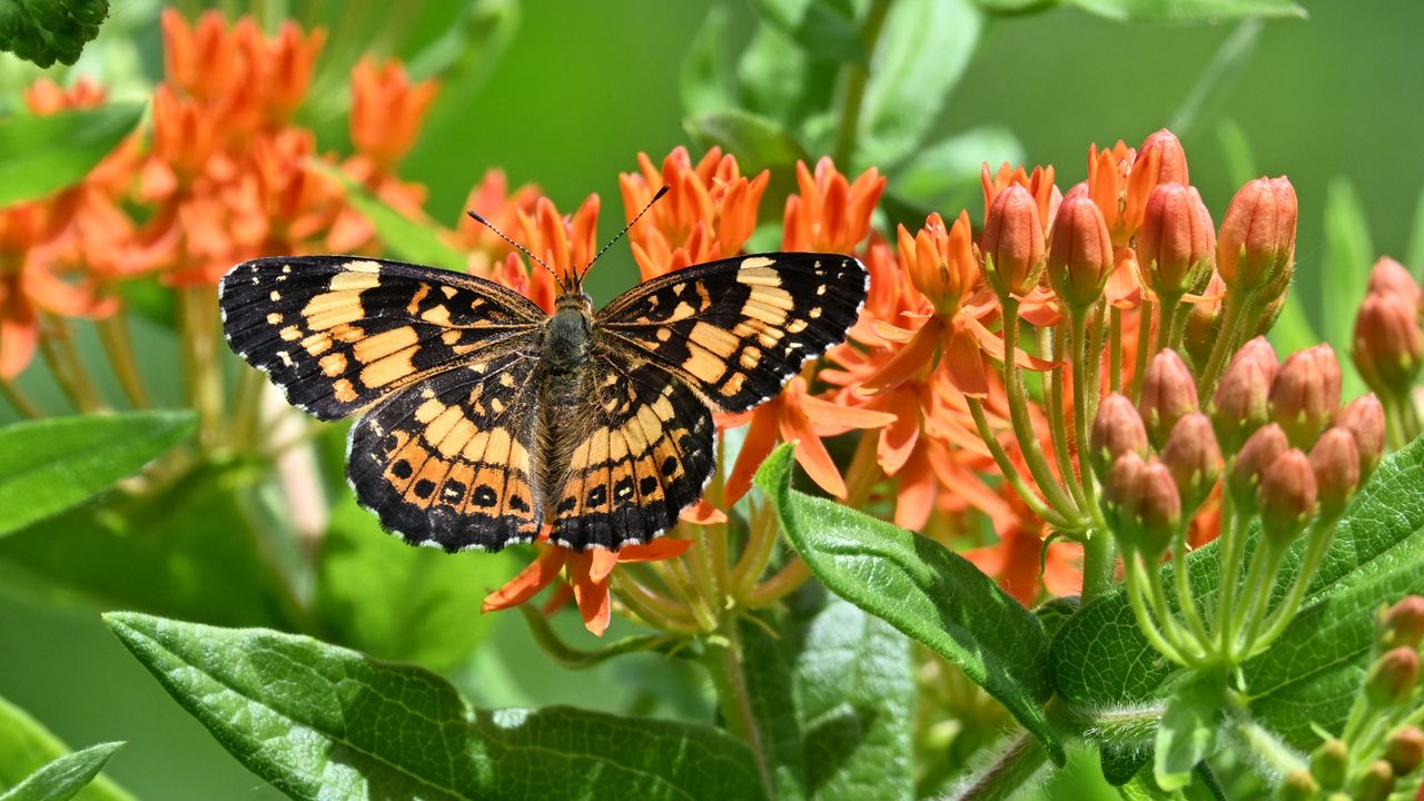 Wallpaper butterfly, flowers, petals, wings, macro