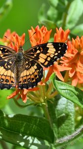 Preview wallpaper butterfly, flowers, petals, wings, macro