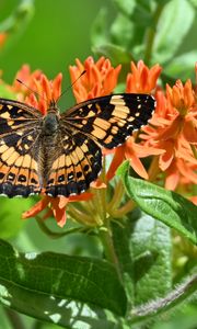 Preview wallpaper butterfly, flowers, petals, wings, macro