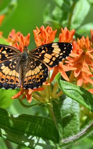Preview wallpaper butterfly, flowers, petals, wings, macro
