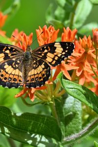 Preview wallpaper butterfly, flowers, petals, wings, macro