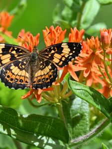 Preview wallpaper butterfly, flowers, petals, wings, macro
