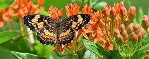 Preview wallpaper butterfly, flowers, petals, wings, macro