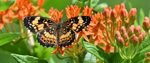 Preview wallpaper butterfly, flowers, petals, wings, macro
