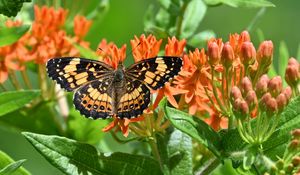 Preview wallpaper butterfly, flowers, petals, wings, macro