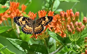 Preview wallpaper butterfly, flowers, petals, wings, macro