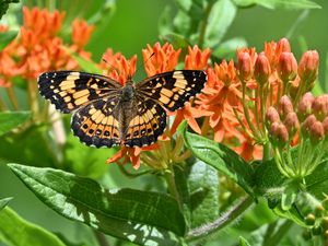 Preview wallpaper butterfly, flowers, petals, wings, macro
