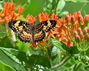Preview wallpaper butterfly, flowers, petals, wings, macro
