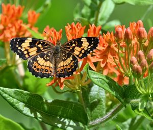 Preview wallpaper butterfly, flowers, petals, wings, macro