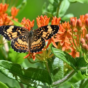Preview wallpaper butterfly, flowers, petals, wings, macro