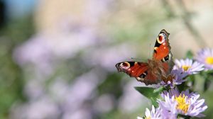 Preview wallpaper butterfly, flowers, plant, macro