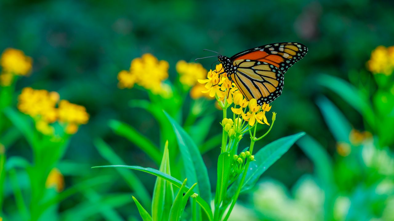 Wallpaper butterfly, flowers, plants, leaves, macro