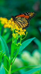 Preview wallpaper butterfly, flowers, plants, leaves, macro