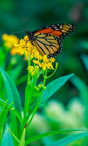Preview wallpaper butterfly, flowers, plants, leaves, macro