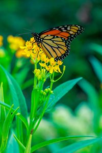 Preview wallpaper butterfly, flowers, plants, leaves, macro