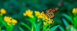 Preview wallpaper butterfly, flowers, plants, leaves, macro