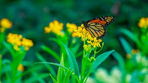 Preview wallpaper butterfly, flowers, plants, leaves, macro