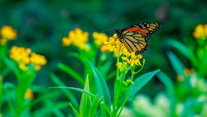 Preview wallpaper butterfly, flowers, plants, leaves, macro