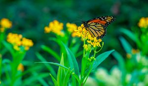 Preview wallpaper butterfly, flowers, plants, leaves, macro