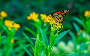 Preview wallpaper butterfly, flowers, plants, leaves, macro