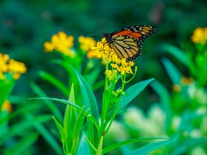 Preview wallpaper butterfly, flowers, plants, leaves, macro