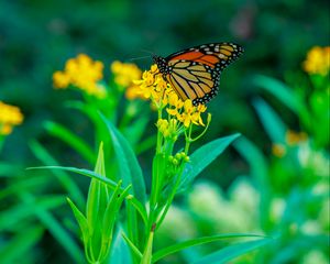 Preview wallpaper butterfly, flowers, plants, leaves, macro