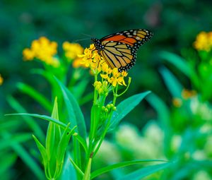 Preview wallpaper butterfly, flowers, plants, leaves, macro