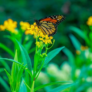 Preview wallpaper butterfly, flowers, plants, leaves, macro